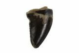 Bargain, Theropod (Raptor) Tooth - Montana #97396-1